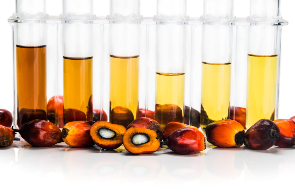 Biodiesel fuel samples in test tubes and oil palm fruit illustrating sustainable transportation.